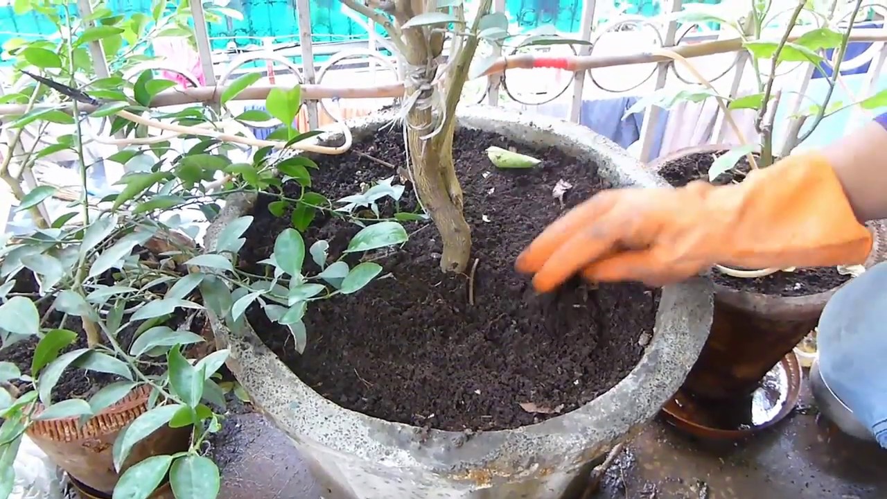 नीबू गमले मे कैसे उगाये, पूरी जानकारी - Nimboo Ko Gamle Me Kaise Ugaye