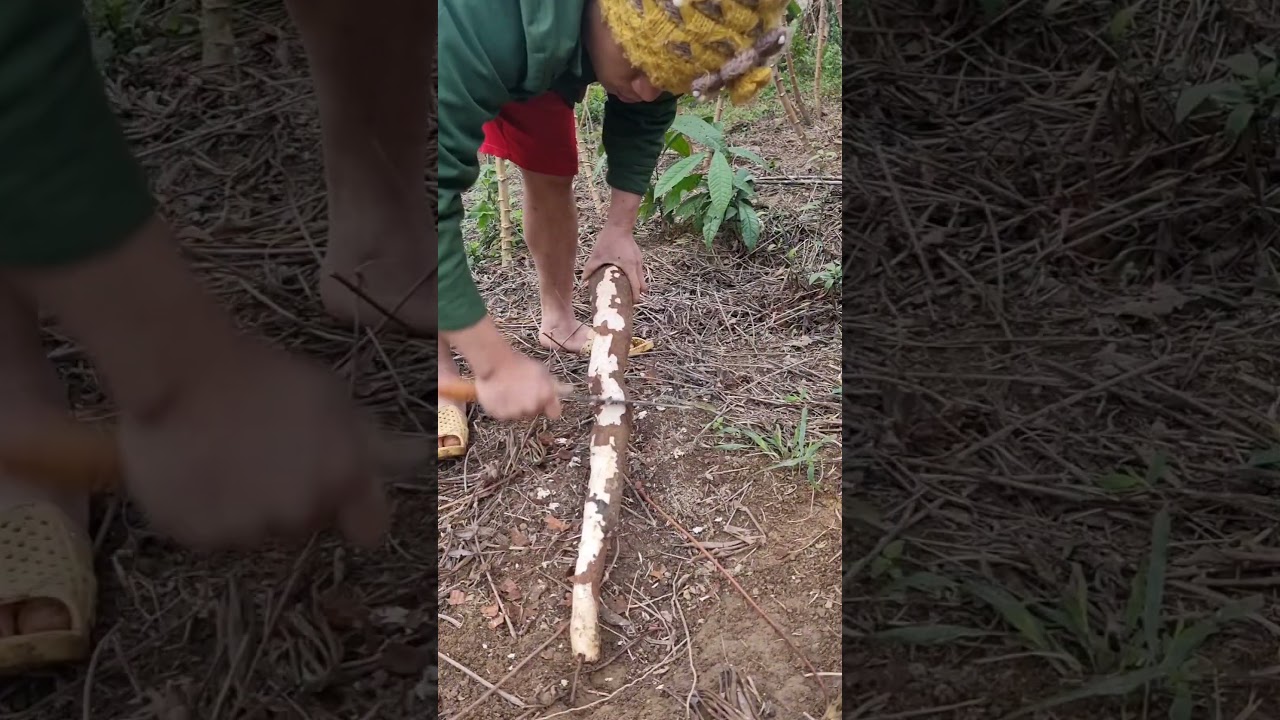 Super big and long cassava #subscribe #shortvideo #tiktok #trendingshorts #trending