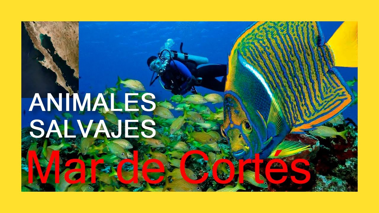 🐡 ANIMALES SALVAJES - MAR DE CORT&Eacute;S - 🐠 DOCUMENTAL EN ESPA&Ntilde;OL