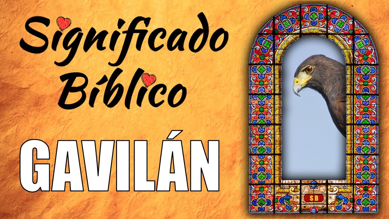 Gavilán Significado Bíblico | ¿Qué Significa Gavilán en la Biblia? 🙏