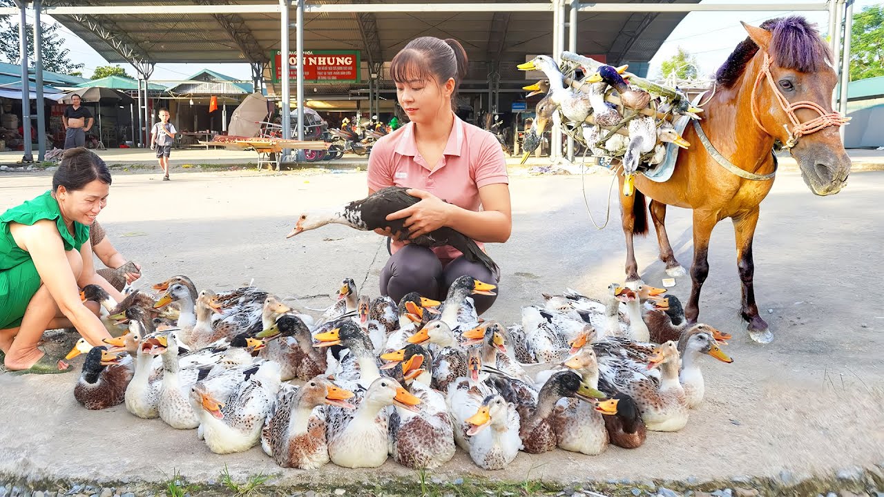 Harvesting Ducks After 3 Months of Raising Goes to the market sell - Raising new ducklings
