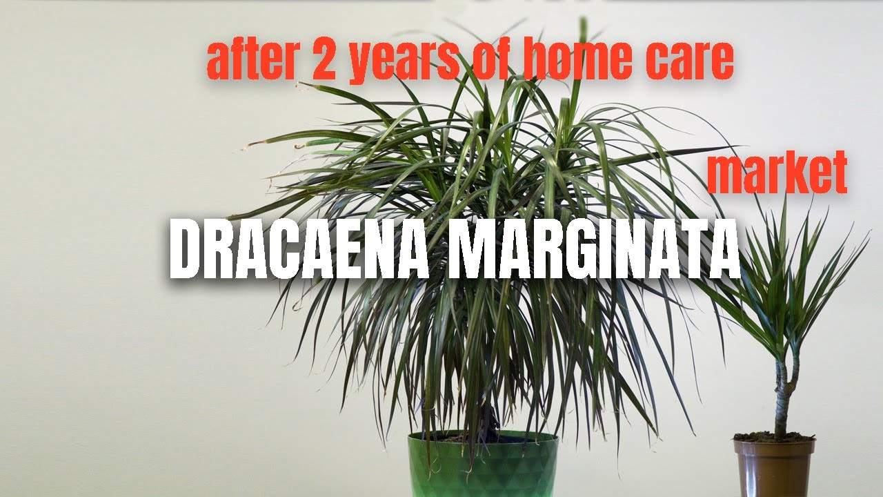 Dracena obrzeżona porady, pielęgnacja i choroby