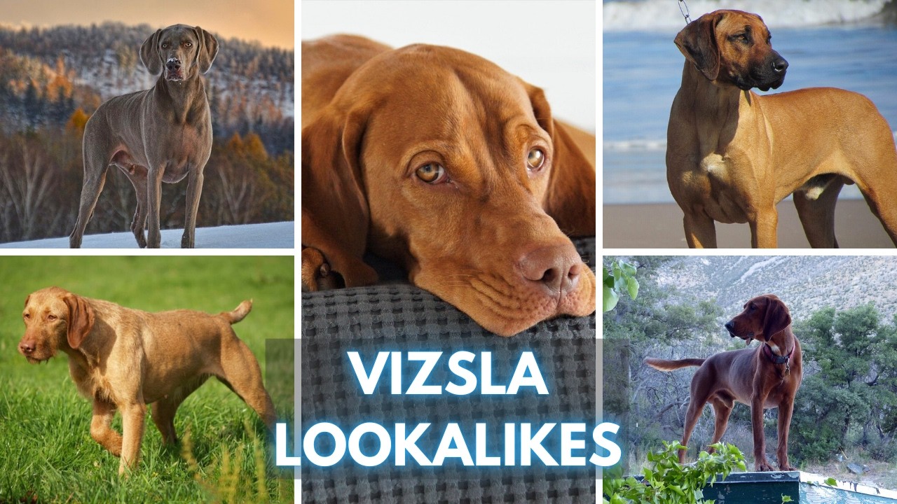 Vizsla or Not? TOP 15 Vizsla Lookalikes