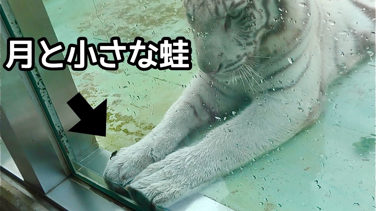 ホワイトタイガー　月ちゃんと小さなカエル【伊豆アニマルキングダム】White tiger Tsuki-chan Izu Animal Kingdom 