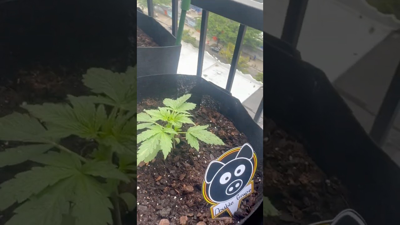 Double grape - Mephisto genetics (balcony grow)  #420 #mephisto #grow #cannabiseducation #