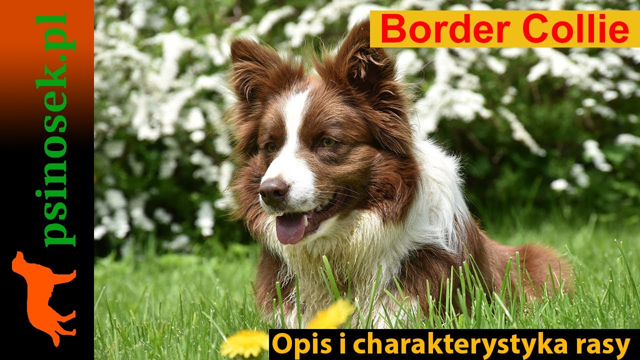 Border Collie - charakterystyka, historia i opis rasy.