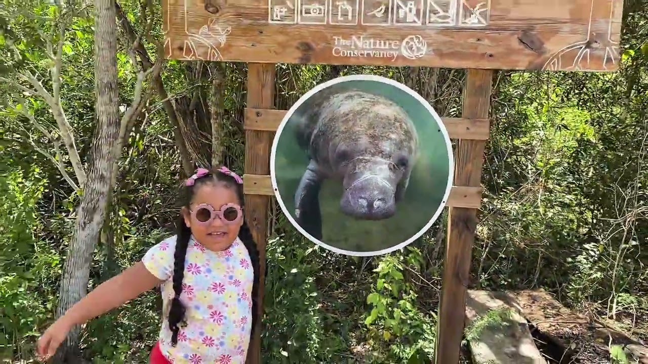 Conociendo los Manatí, en Punta Rusia. 🤩 