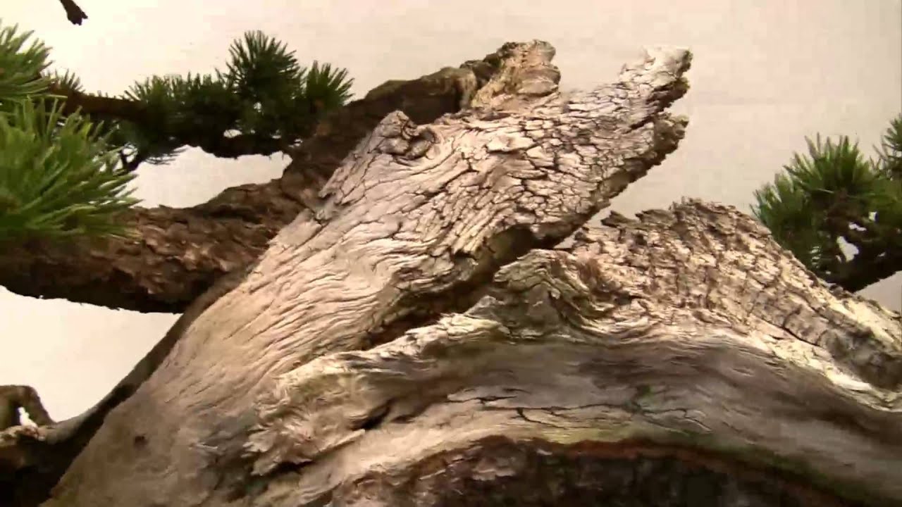 Bonsai - Impressionen Noelanders Trophy 2013