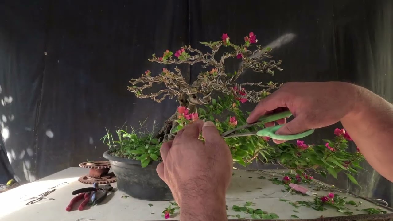 ANU ANG DAPAT GAWIN KAPAG HUMINA ANG BOUGAINVILLEA MO? GAWIN MO ETO.