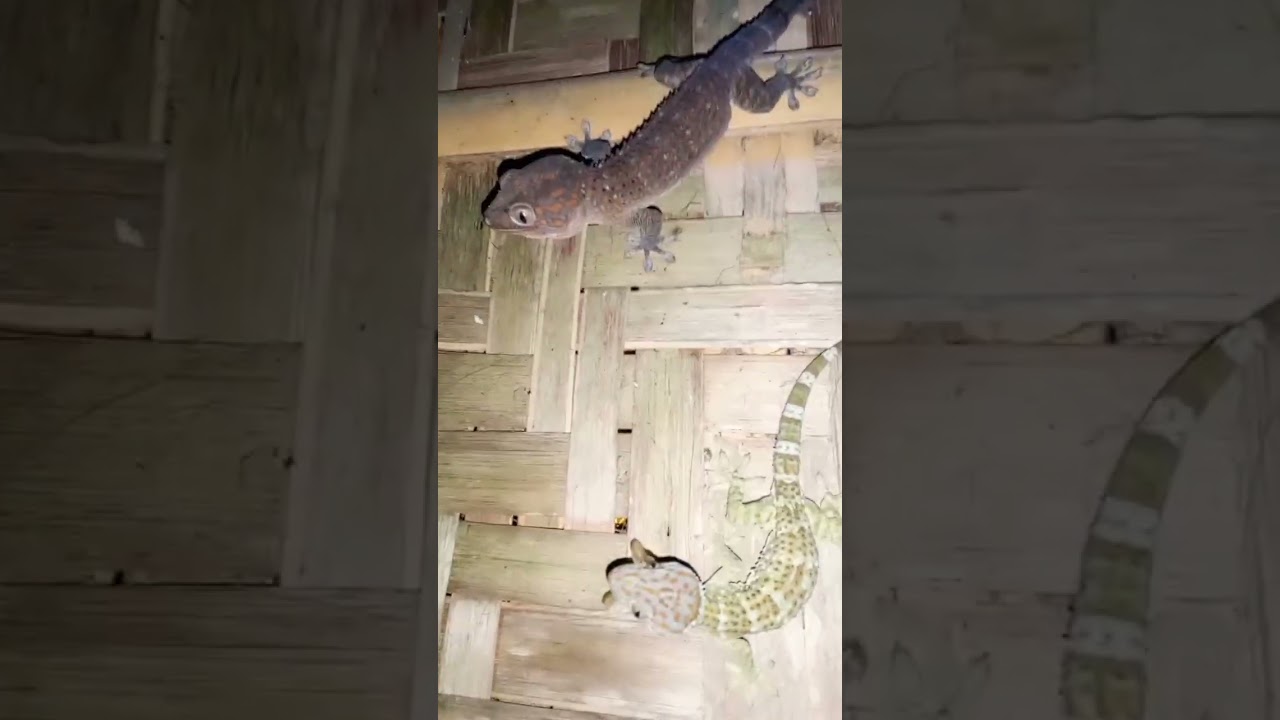 Tuko tuko tuko. #gecko #tokek #bebek #lizard #tắc_k&egrave; #tokay #tuko @Jandez84