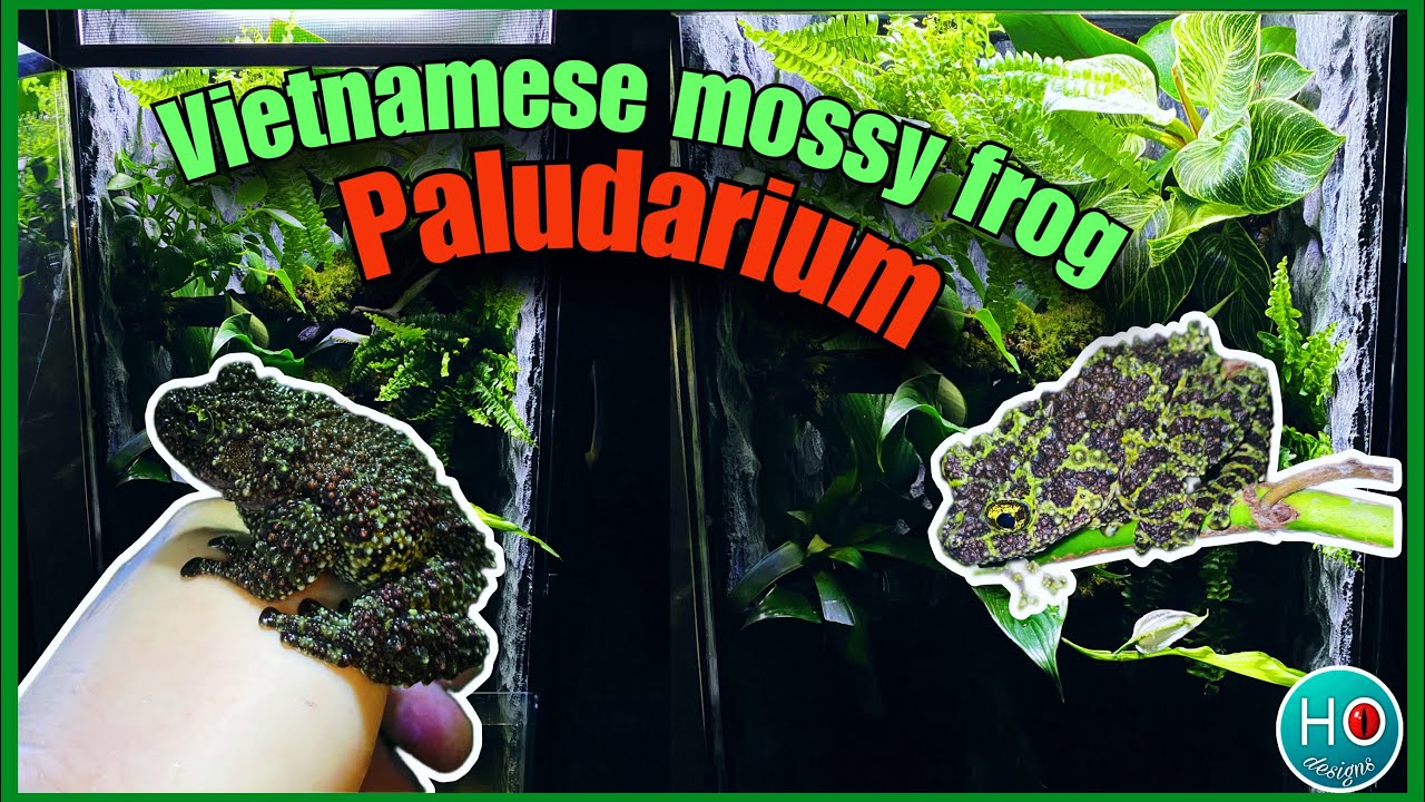 Vietnamese mossy frog drip wall paludarium
