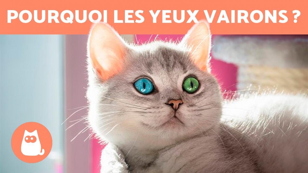Pourquoi certains CHATS ont-ils les YEUX de COULEURS DIFFÉRENTES ? 🐱👀 (Hétérochromie chez le chat)