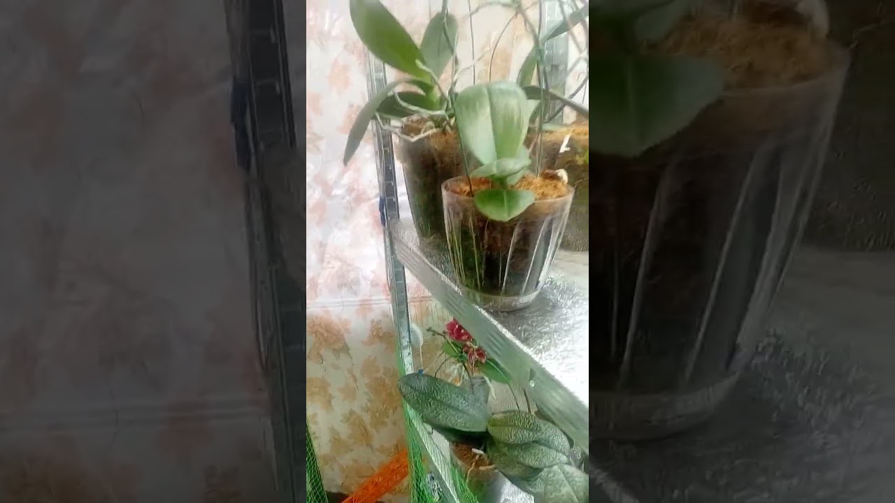 #орхідеї
