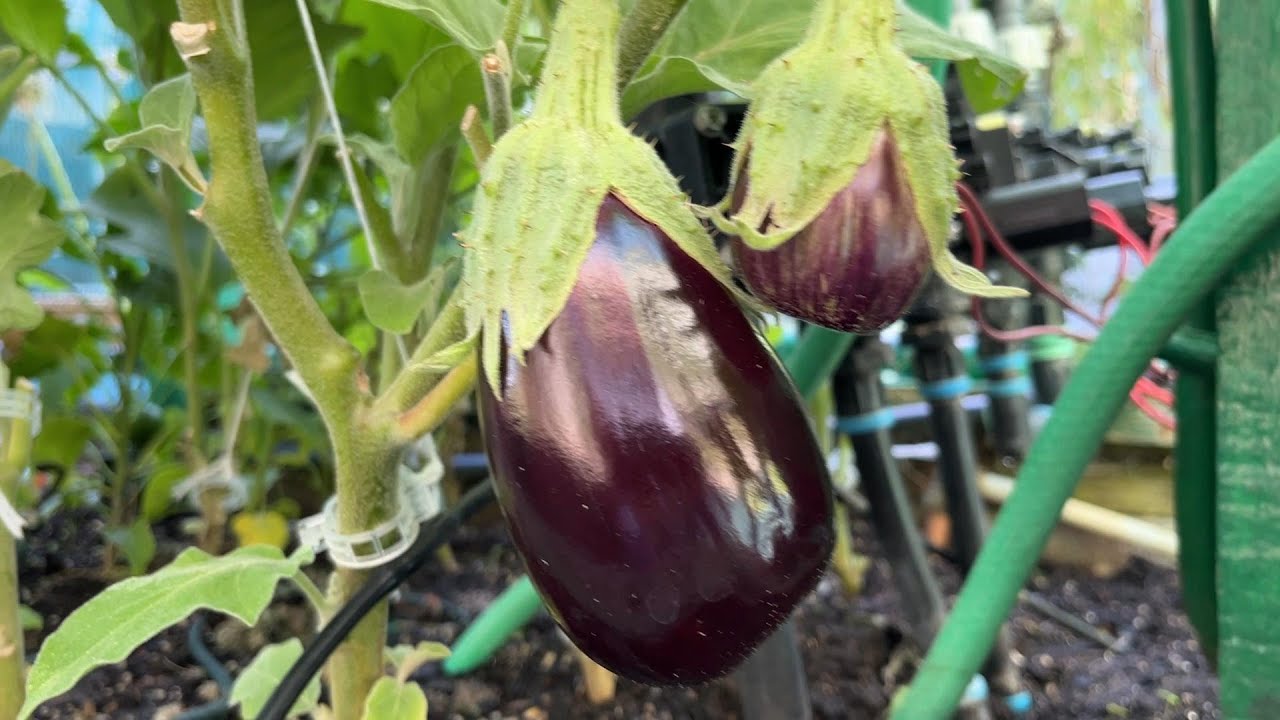 How I grow eggplants in raised beds.  The science behind it.