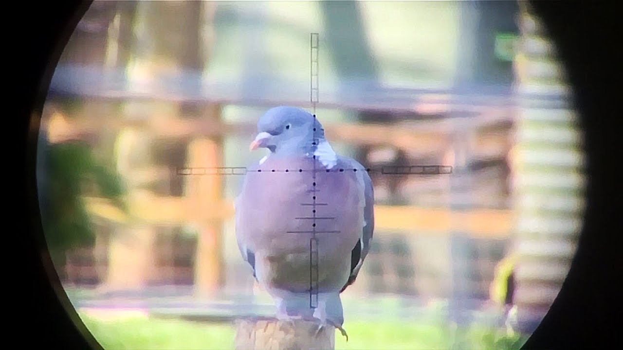 The Airgun Show – Scope-cam squirrel, pigeon and rabbit hunt, HIGHLIGHTS Northern Shooting Show
