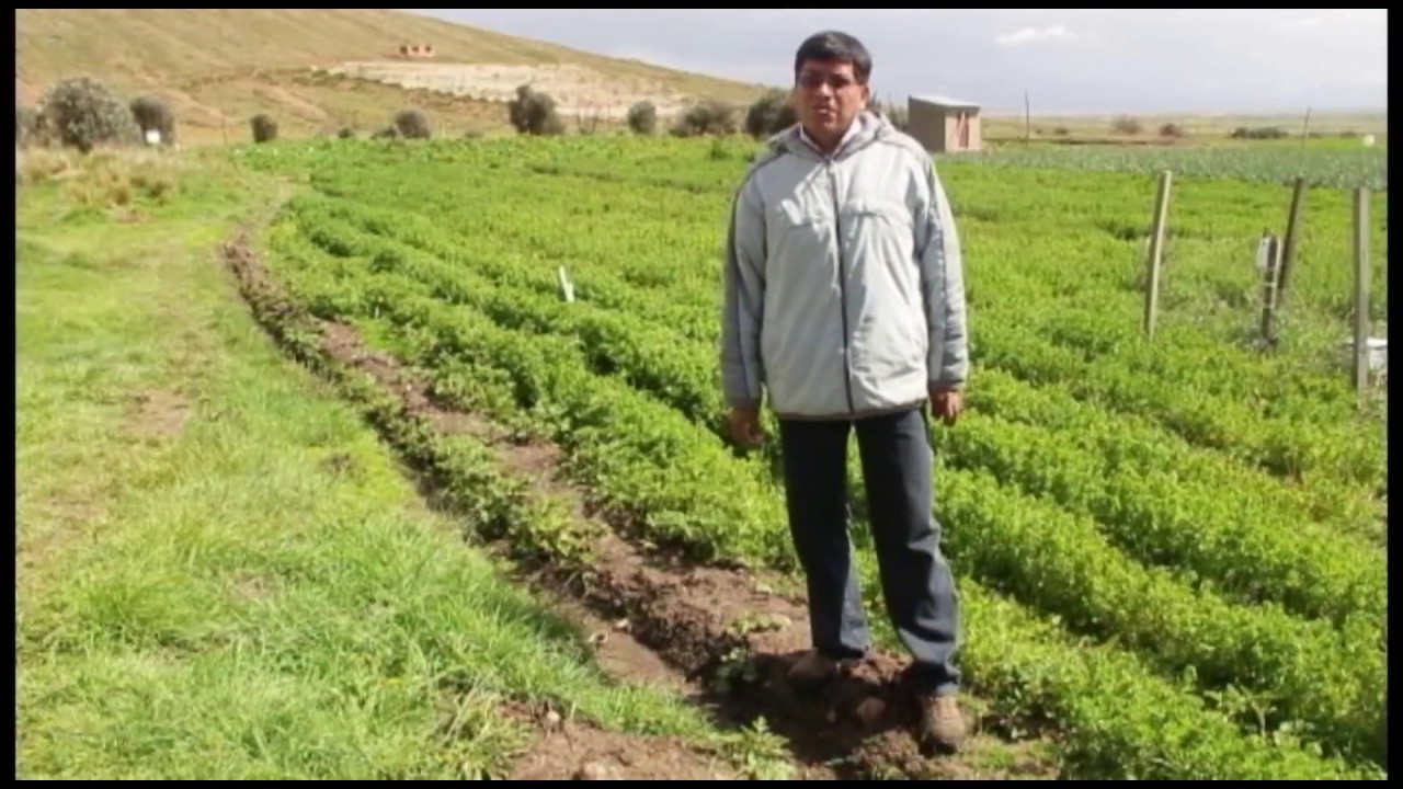 CAÑAHUA FUERZA DE LA TIERRA
