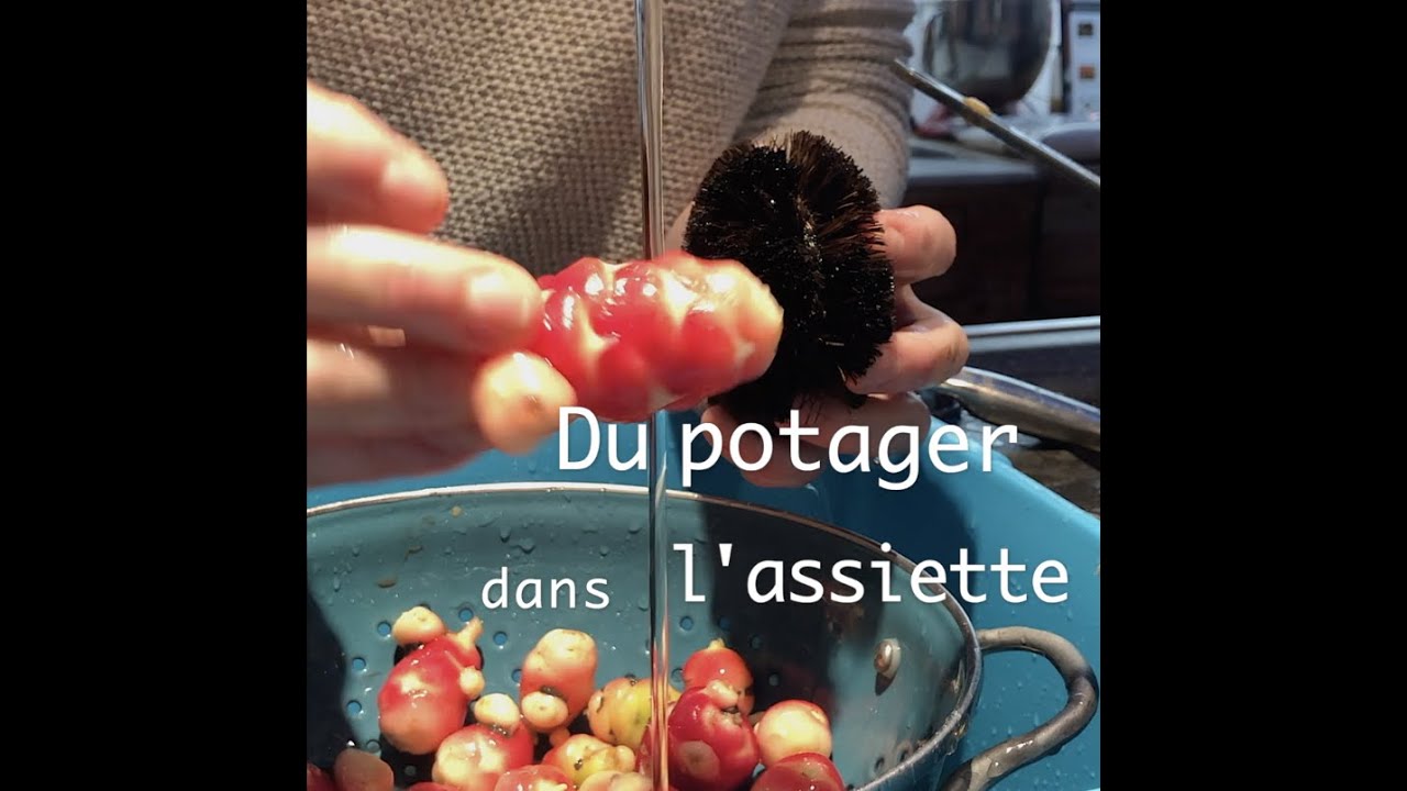 #1 Du potager dans l'assiette: Oca du Pérou.