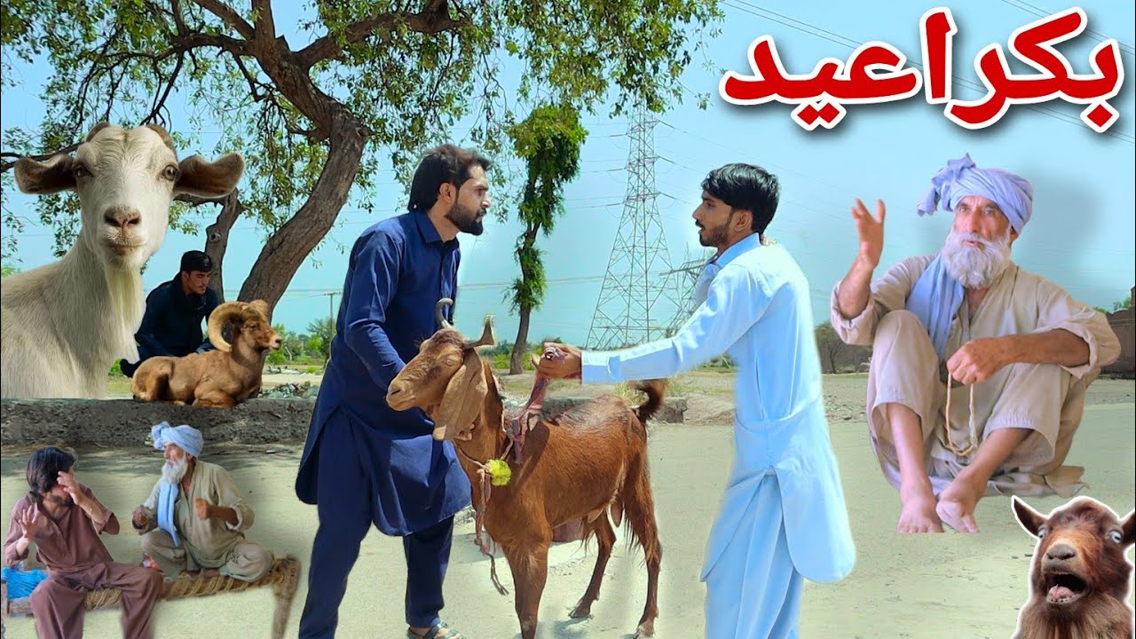 Bakra Eid || pashto funny video || Pak Vines