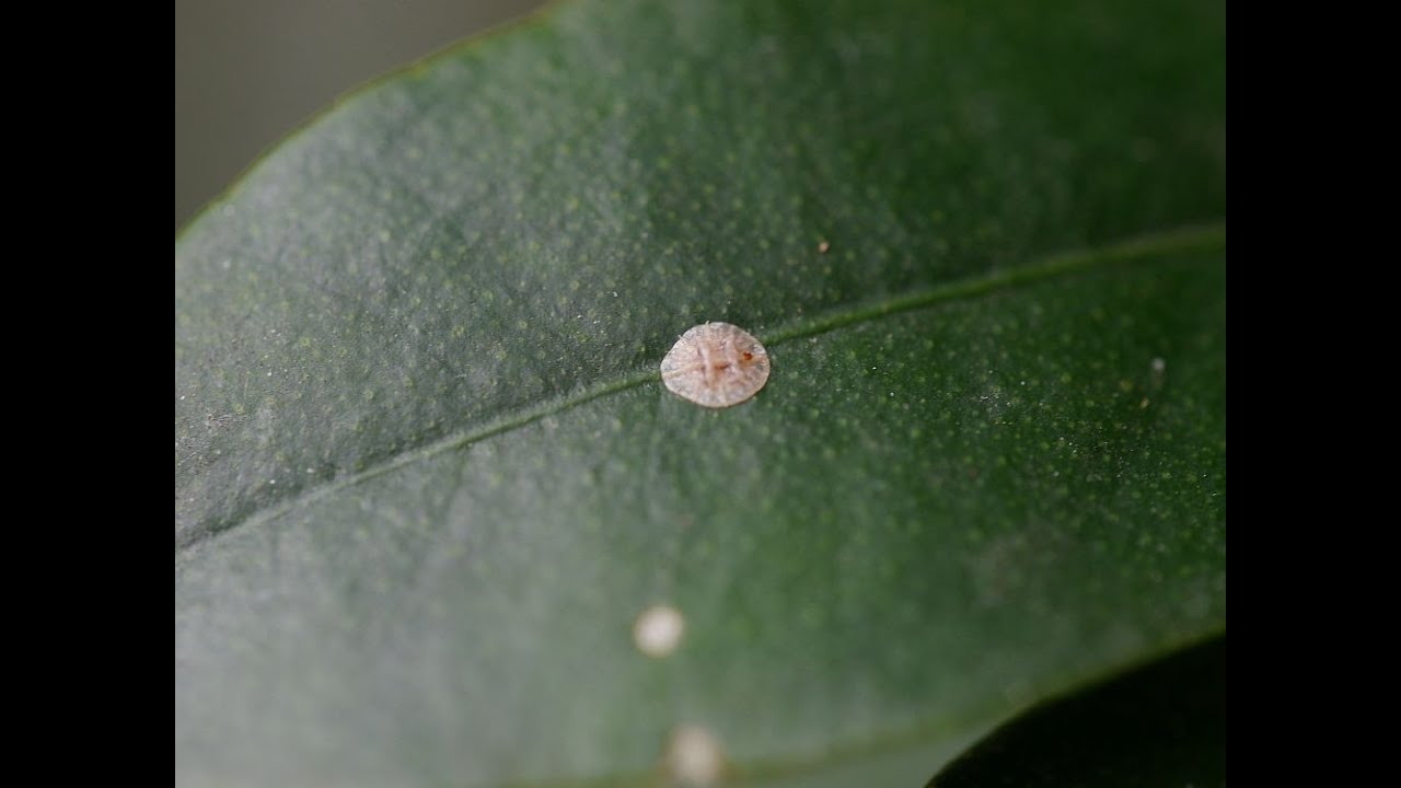 Zitronenbaum Sch&auml;dlinge