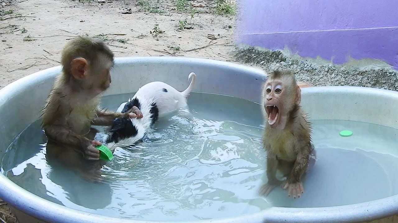 Funny Baby Sokhaa Shocked During Bath Time With Puppy