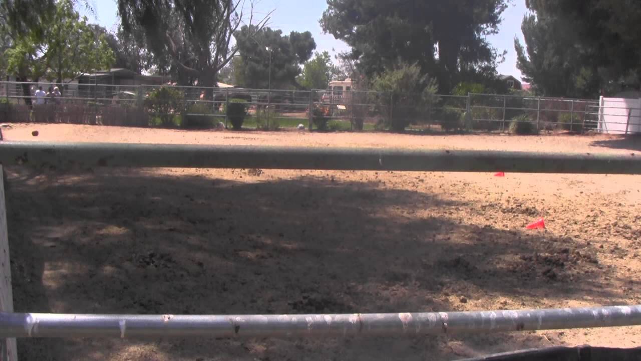 Arena drag mare(1/6)