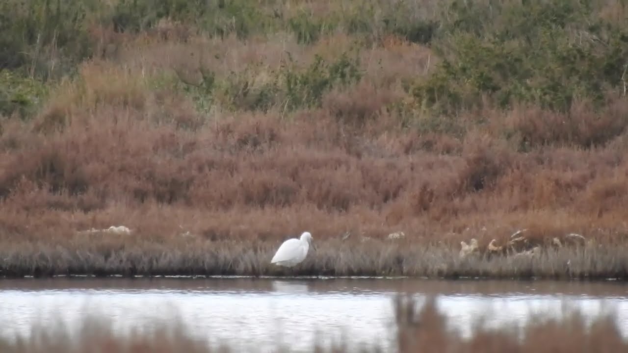Les oiseaux des lagunes du Sud de la France. Birds of the lagoons and ponds of Southern France.