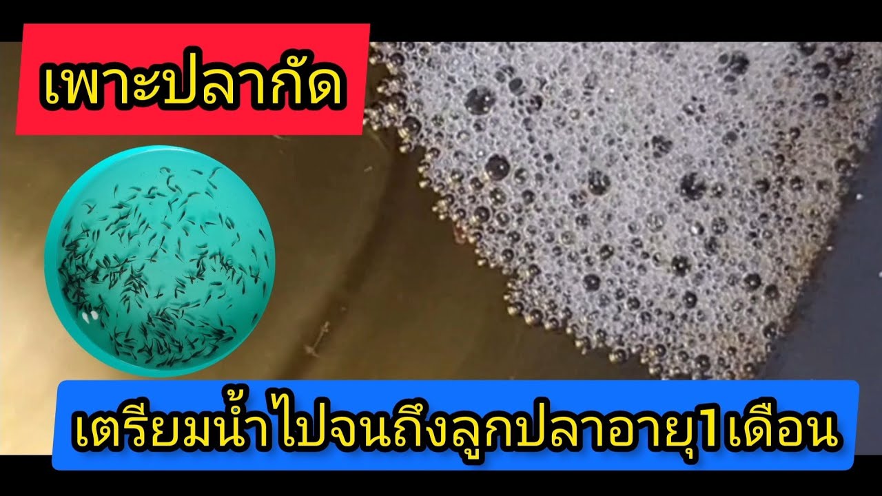เพาะปลากัด ทุกขั้นตอนตั้งแต่เตรียมน้ำไปจนถึงลูกปลาอายุ1เดือน ในแบบwanin  channel