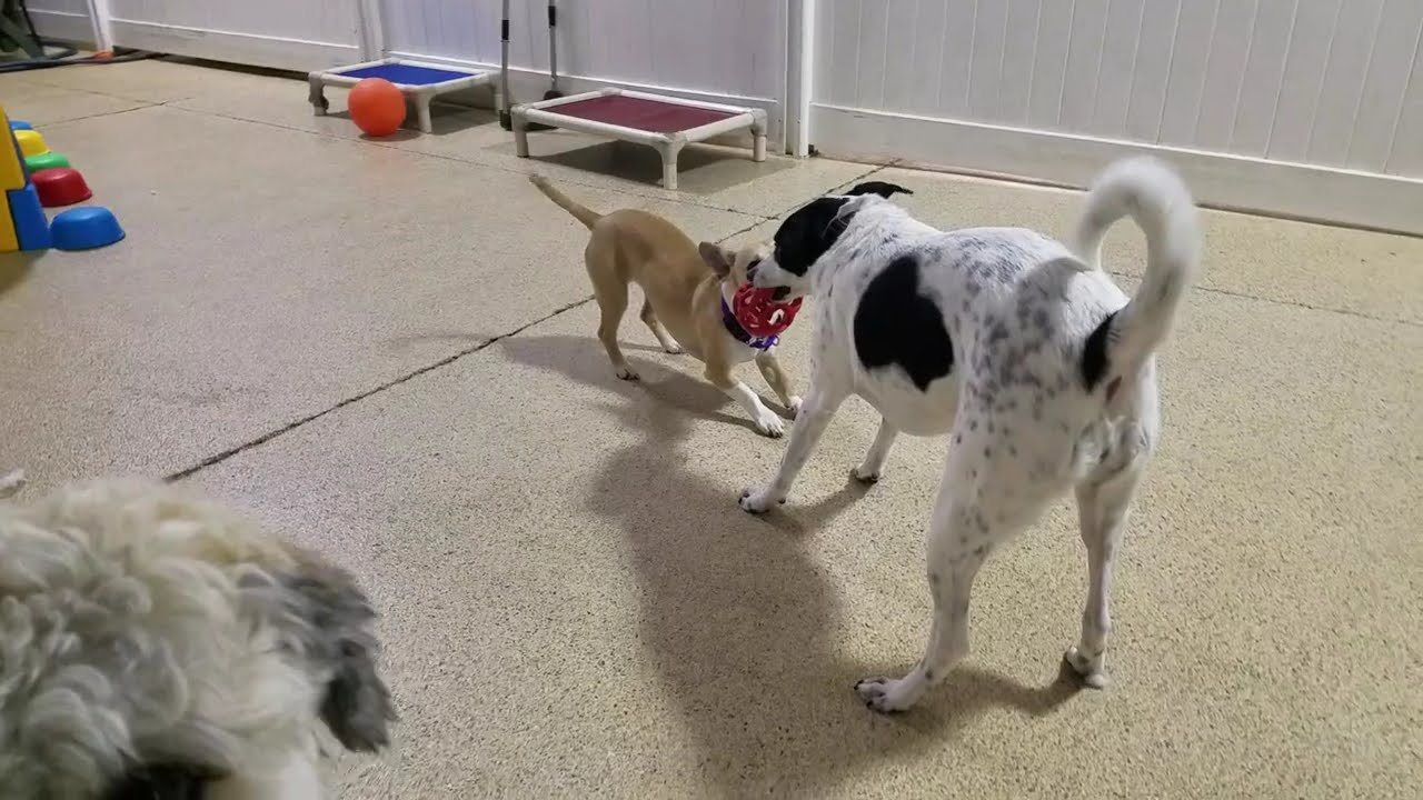 Playtime at Dogs On The Farm & Cats Too!