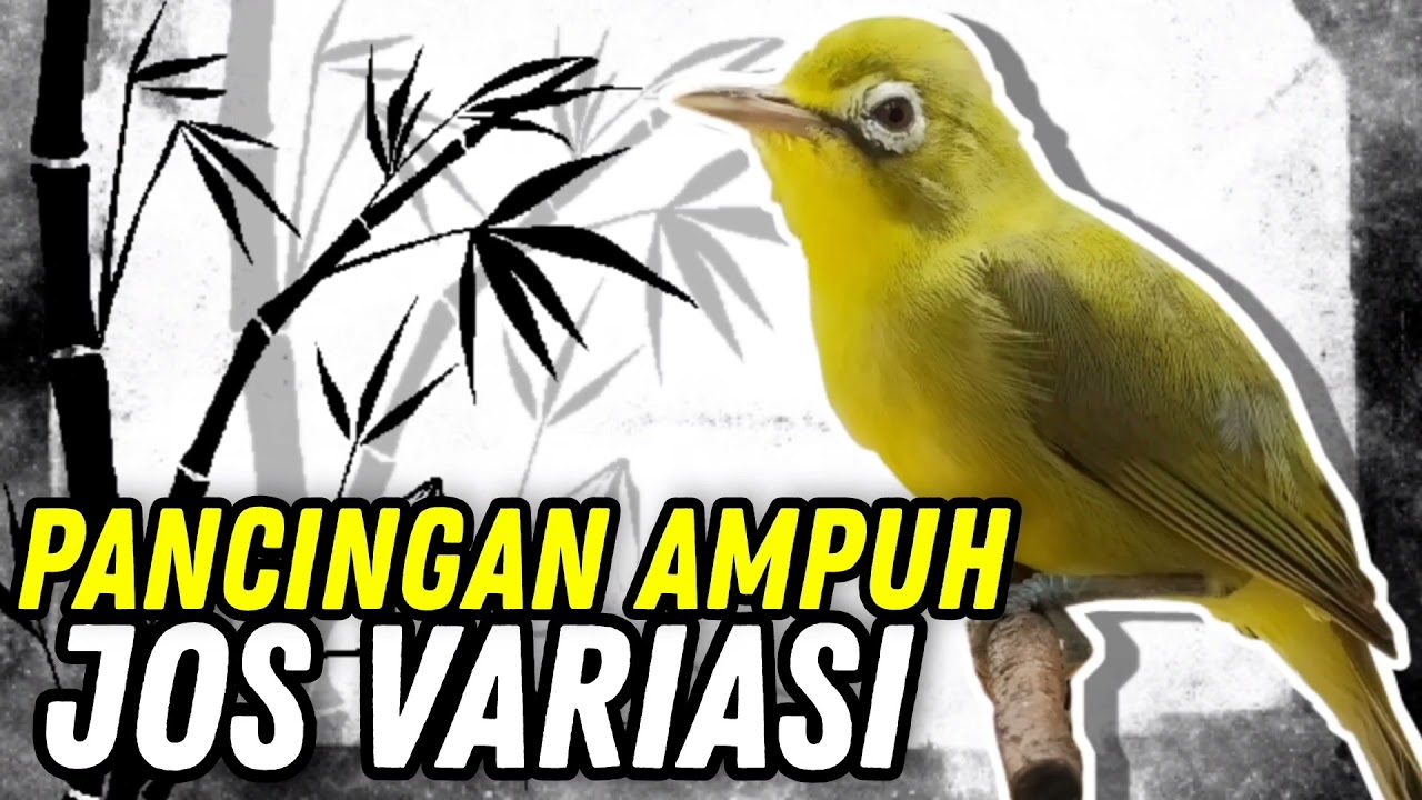 Pancingan Kecial Kuning Malas Bunyi Dengan Ciak Jos Variasi Sangat Ampuh | PEPADU KECIAL