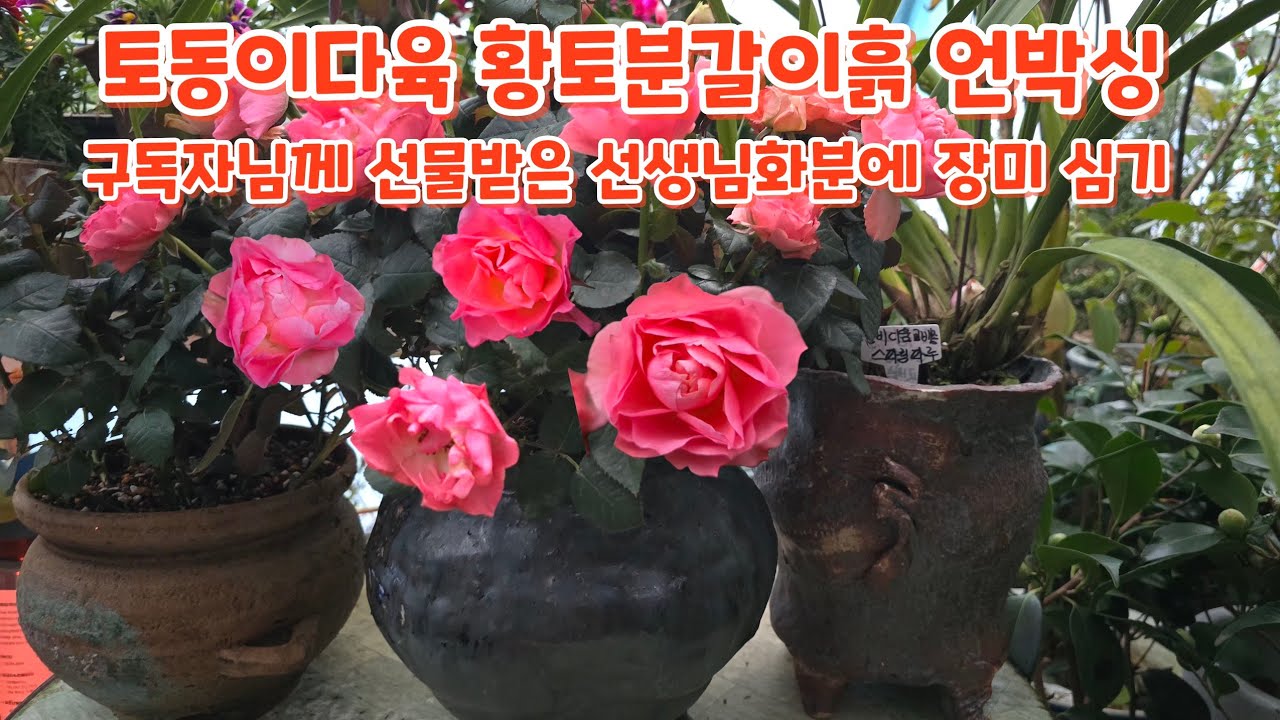 #토동이다육에서 구독자님께 선물받은 선생님화분에 #장미 #분갈이 #황토분갈이흙 언박싱