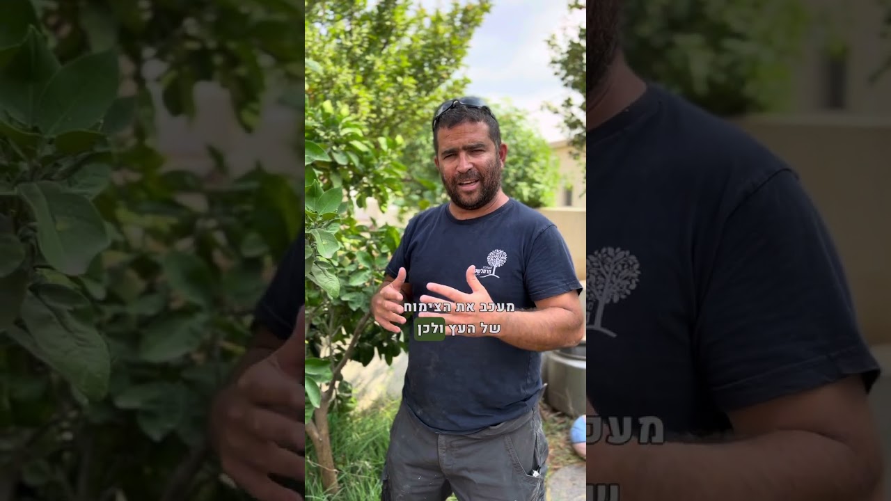 טיפול בעצי הדר בחודש אוקטובר