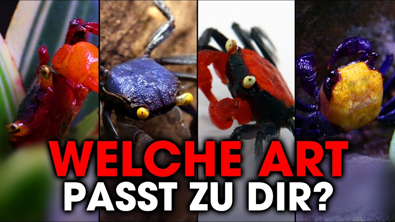 Vampirkrabben Vielfalt: Mehr Arten als du denkst