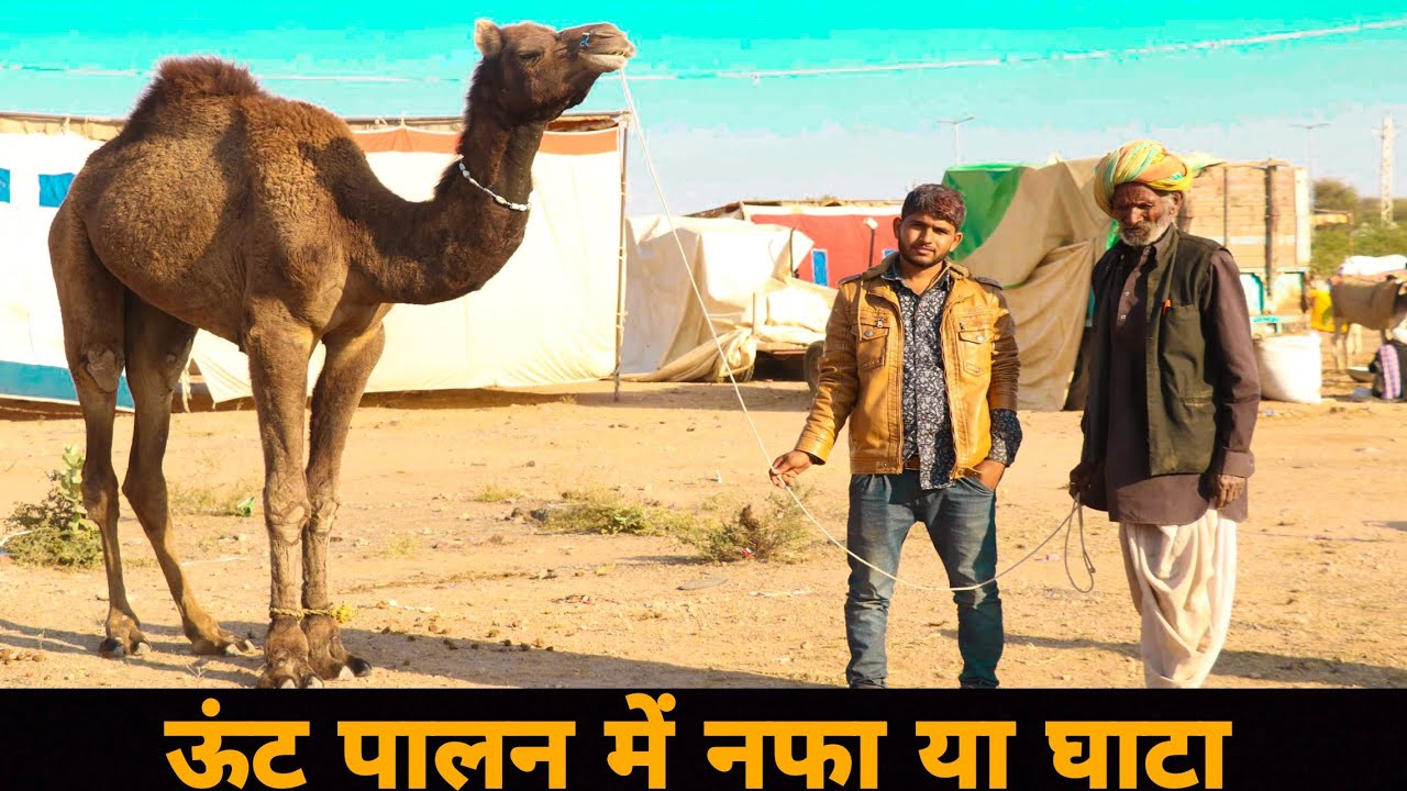 Camel Farming In India | आखिर क्यों है ऊंट रेगिस्तान का जहाज | Camel ploughing in India