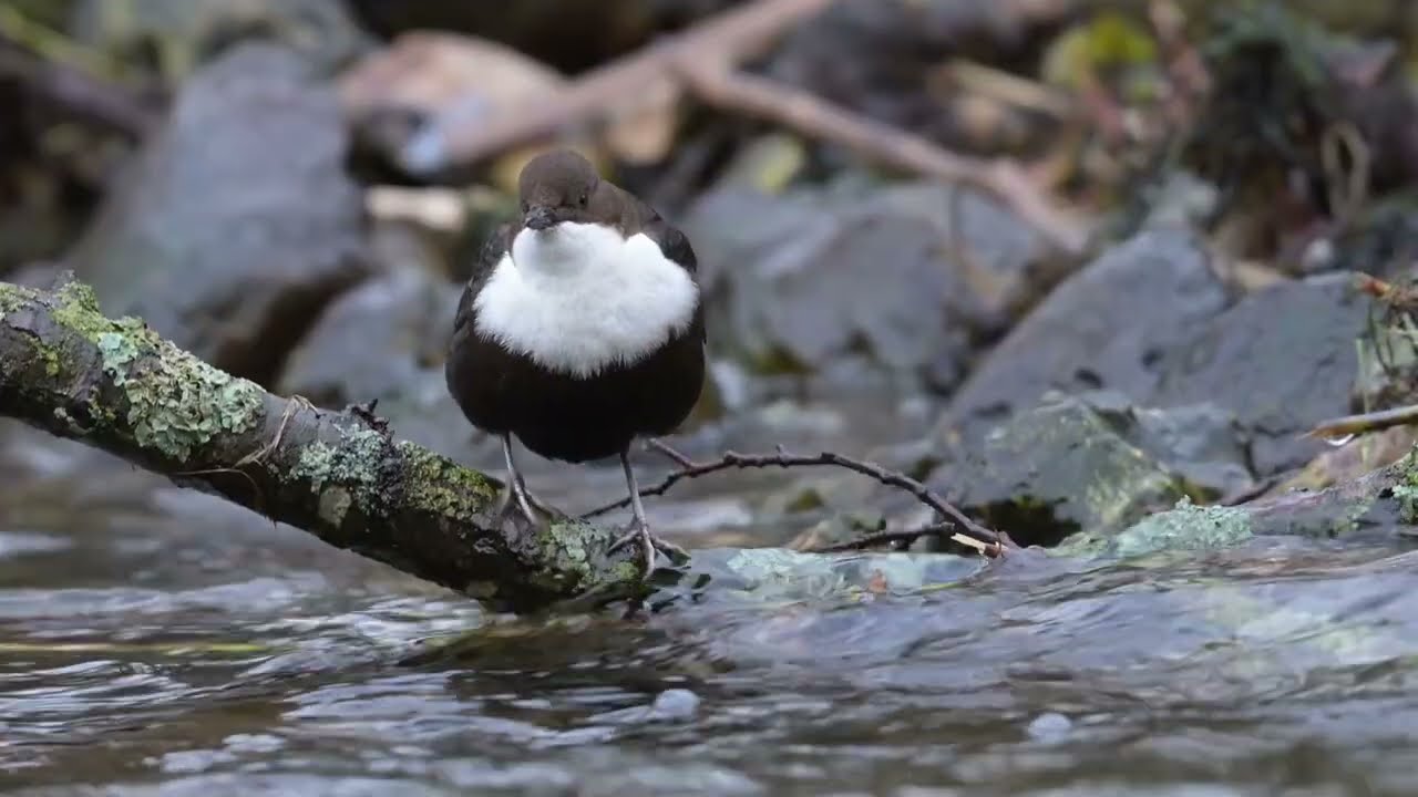 The Common Dipper, Cinclus Cinclus