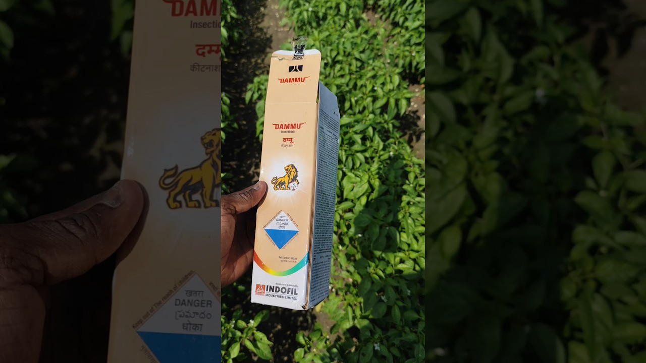 #మిరపలో #దోమ #నల్లి నివారణకు బెస్ట్ మందు#indofil dammu#dammu insecticide#viral#agriculture#ytshorts
