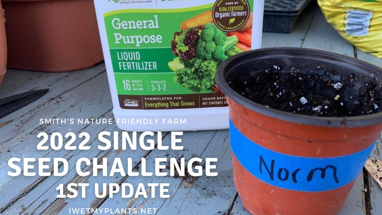 My Single Seed Challenge 1st update. See what seed we went with!