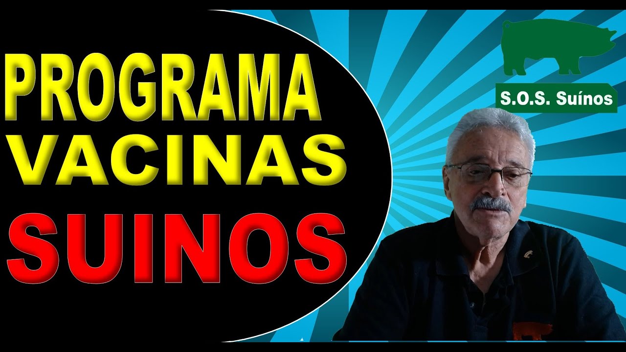 SUINOCULTURA: Programa de Vacinação de Suínos, as principais vacinas para Suínos.