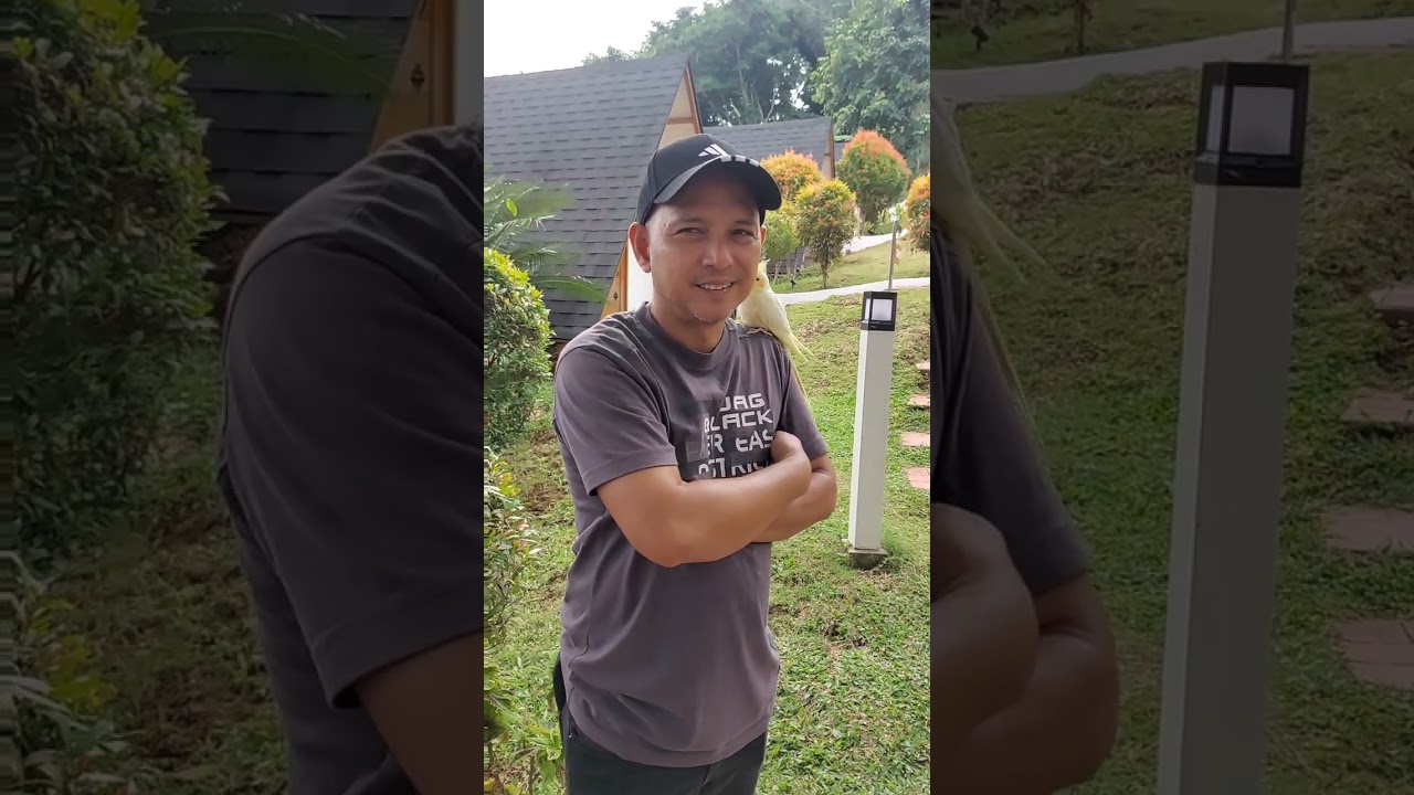 OPEN AVIARY SET UP - IBAT IBANG KULAY NG IBON BUMABABA SA PUNO