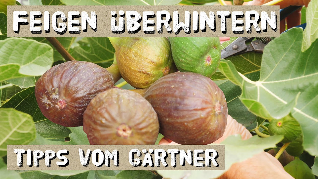 Feigen erfolgreich überwintern - Freiland und Haus