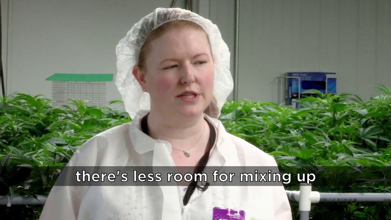 Using an all-in-one cleaner for cannabis facilities