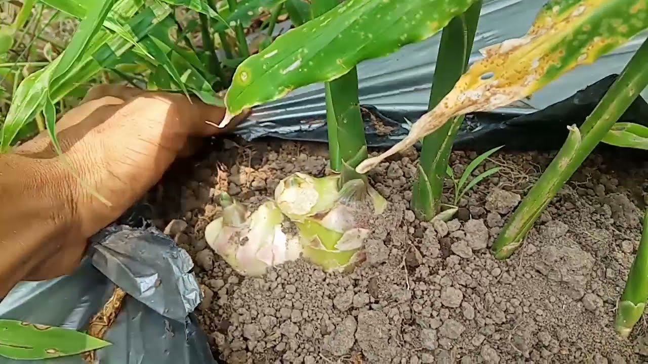menanam jahe di mulsa bekas lahan cabai, bertani dan berkebun 07