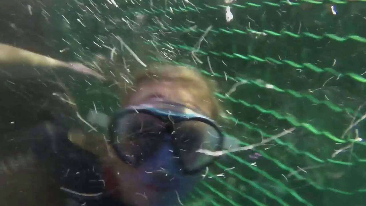 Snorkeling with sharks - Sealife Blackpool