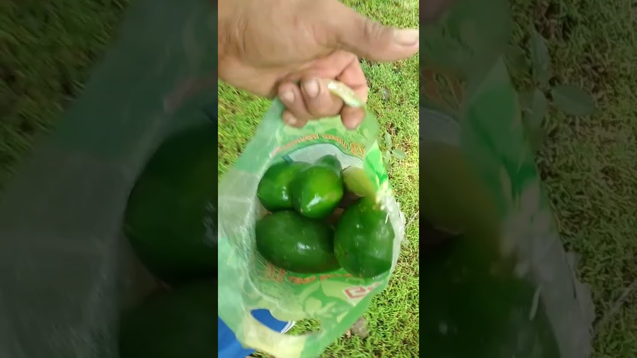 Isang follower po na tga laguna ang pumasyal para kumuha ng mga gulay.