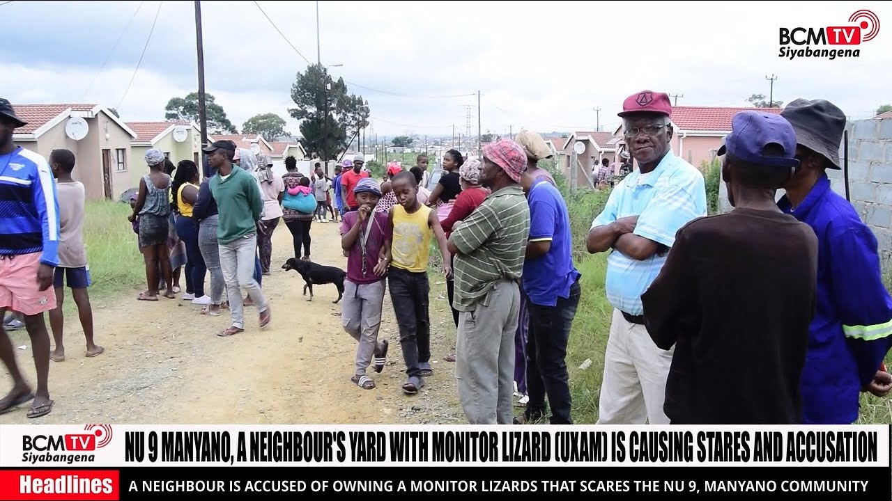 BcmTv : Uxam (monitor Lizard) at Manyano akwa9 Mdantsane