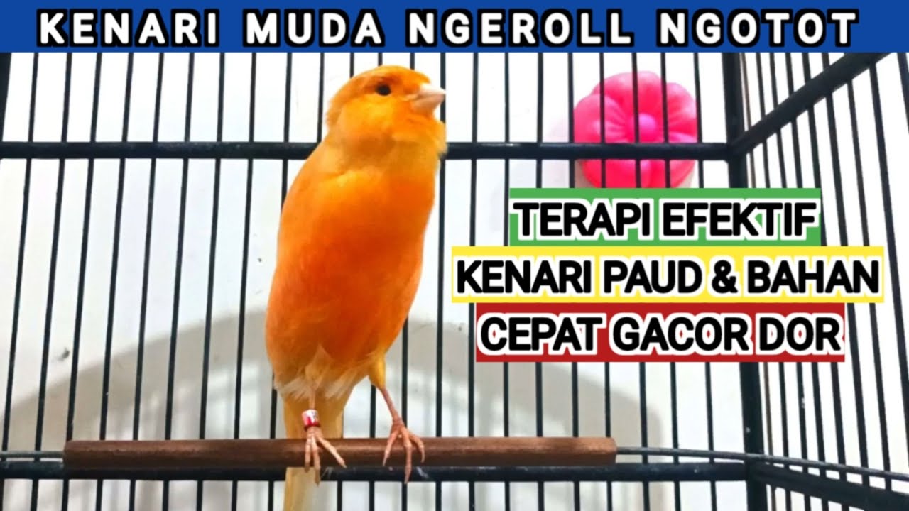 suara burung kenari gacor kicau panjang cocok buat pancingan kenari paud agar bunyi [223] canaries