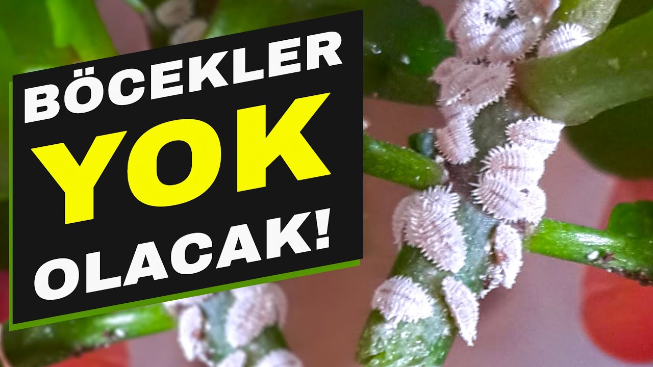 Unlu bit nasıl geçer? Çiçeklerdeki böcekler için organik ilaç: Un biti ile mücadele!