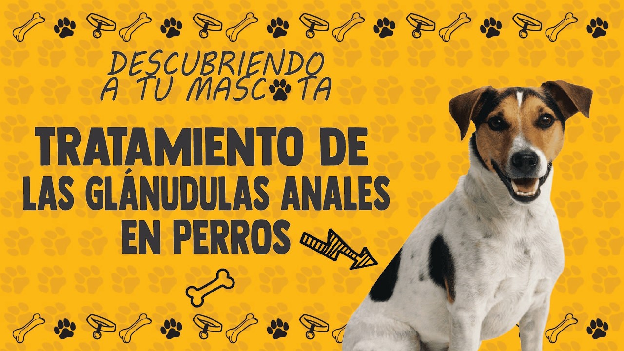 Tratamiento a largo plazo de las glándulas anales en perros 🐶 | Fibra y suplementos