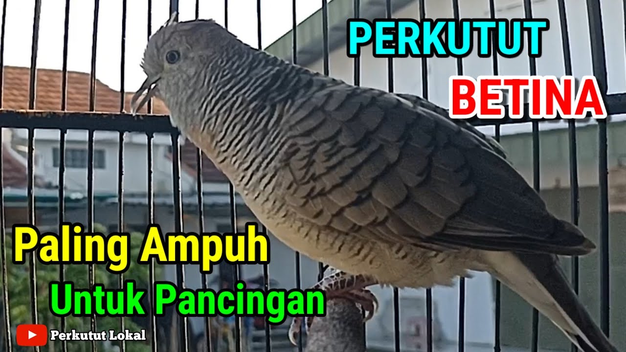 Suara Perkutut Betina Gacor Untuk Pancingan Paling Ampuh Dijamin Langsung Nyaut #perkututlokal