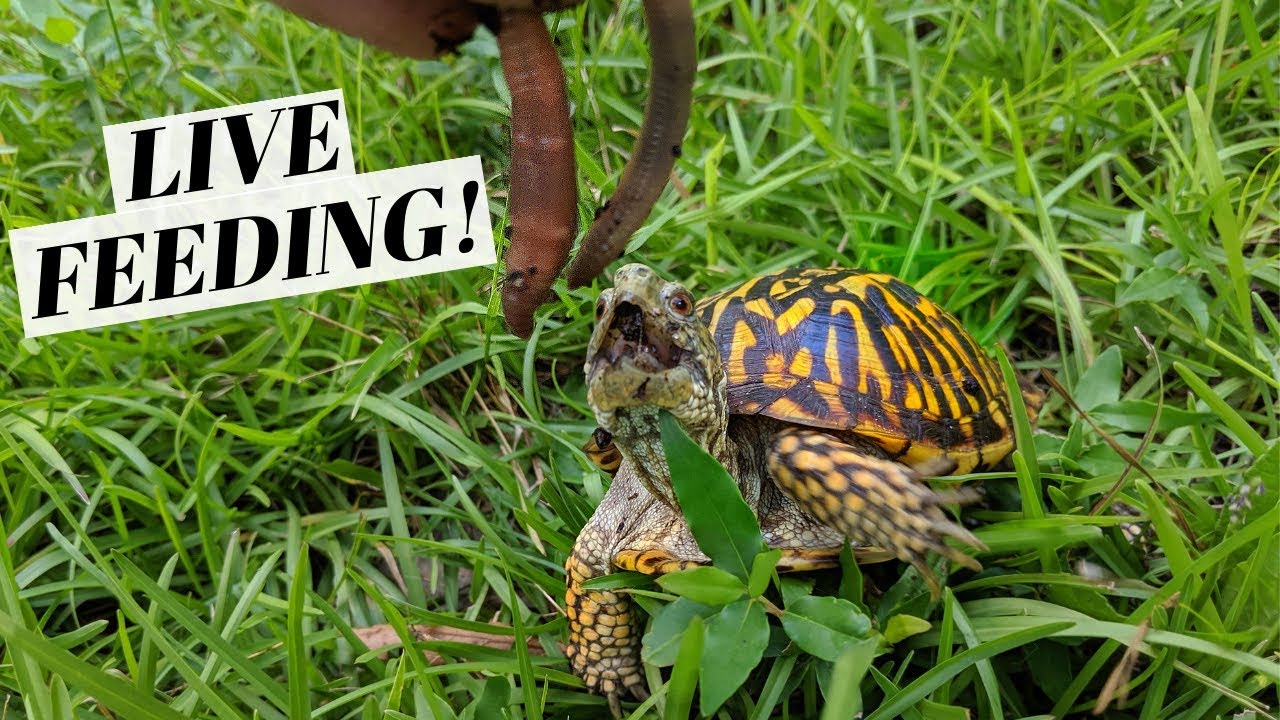 Outdoor BOX TURTLE Enclosure!