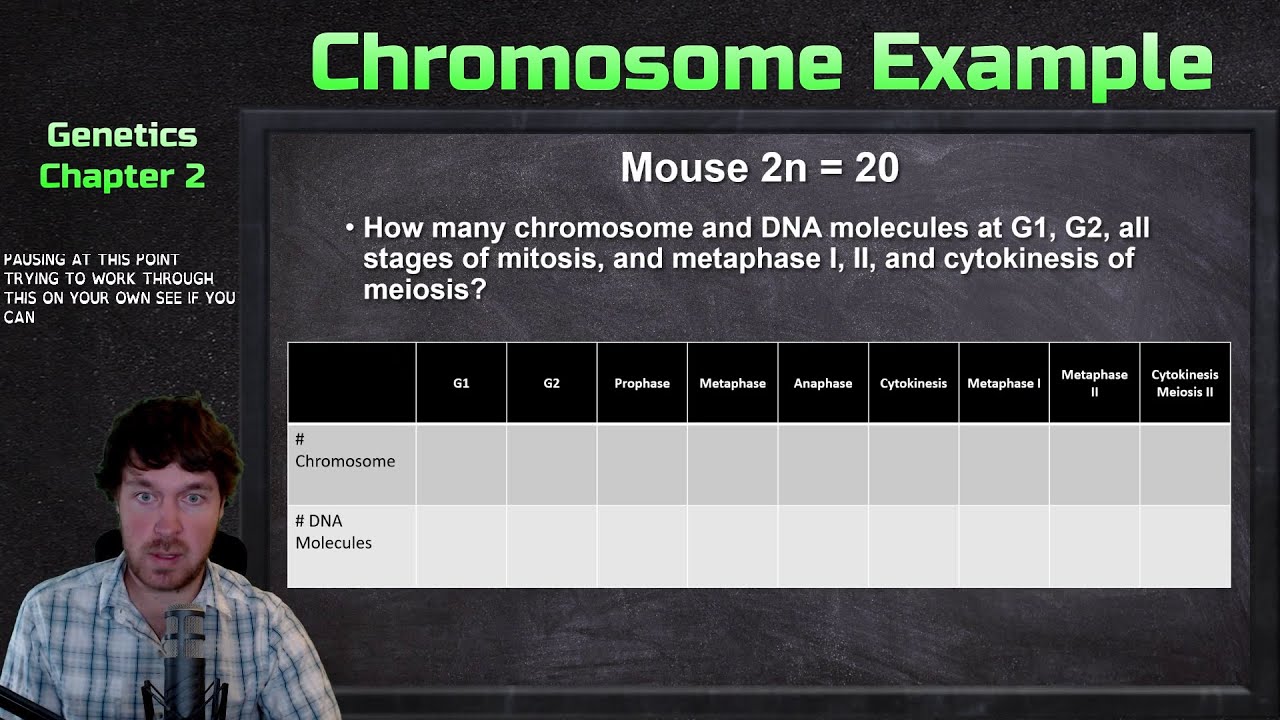 Counting Chromosomes and DNA Molecules in Mitosis and Meiosis Example Problem | Genetics